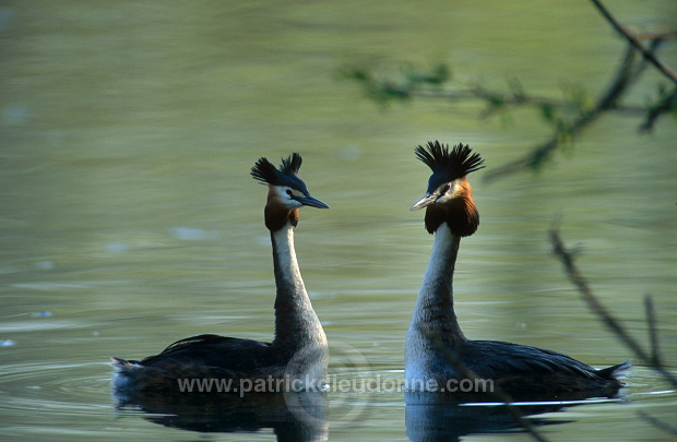 Grebe (Great crested - Podiceps cristatus) - Grebe huppe - 20079