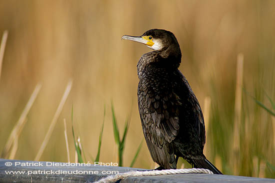 Great Cormorant (Phalacrocorax carbo) - Grand cormoran  10589