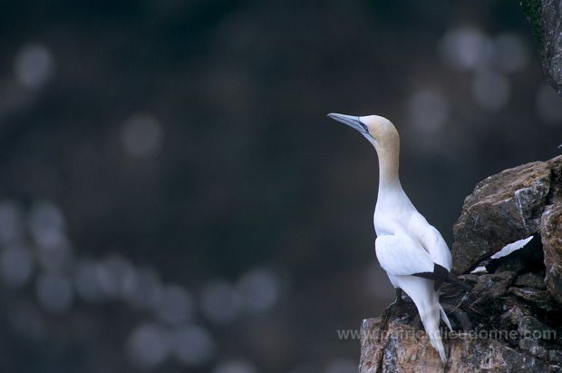 Gannet (Sula bassana) - Fou de Bassan -  20014