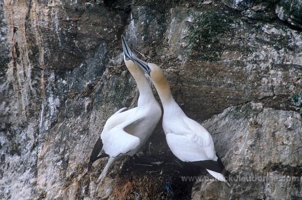 Gannet (Sula bassana) - Fou de Bassan -  20018