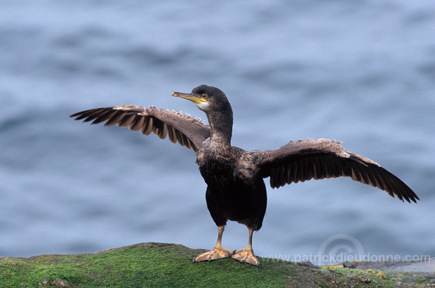 Shag (Phalacrocorax aristotelis) - Cormoran huppe - 20151
