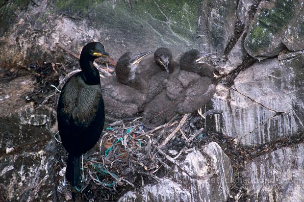Shag (Phalacrocorax aristotelis) - Cormoran huppe - 20163