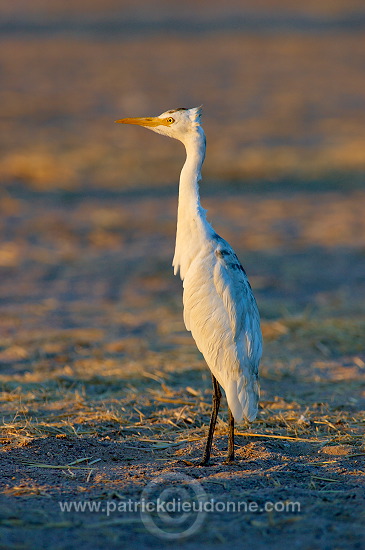 Cattle Egret (Bubulcus ibis) - Heron gardeboeufs (10657)