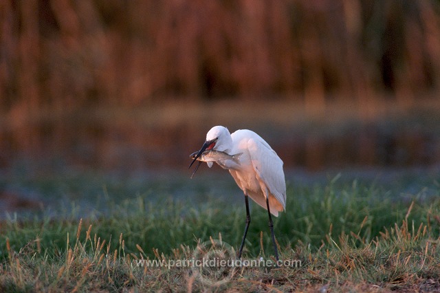 Little Egret (Egretta garzetta) - Aigrette garzette - 20211