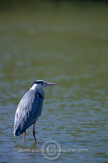 Grey Heron (Ardea cinerea) - Heron cendre - 20245