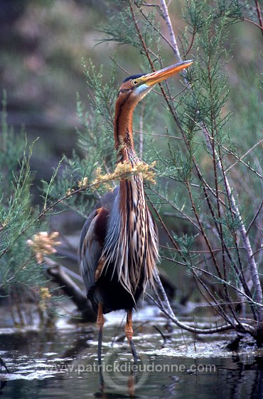 Purple Heron (Ardea purpurea) - Heron pourpre -  20295