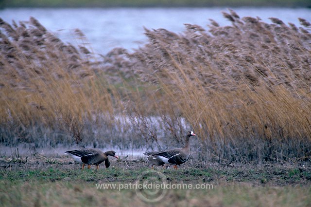 White-fronted Goose (Anser albifrons) - Oie rieuse - 20559