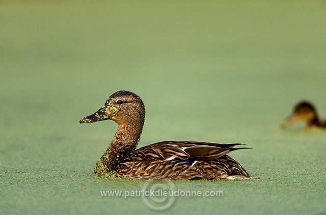 Mallard (Anas platyrhynchos) - Canard colvert - 20586