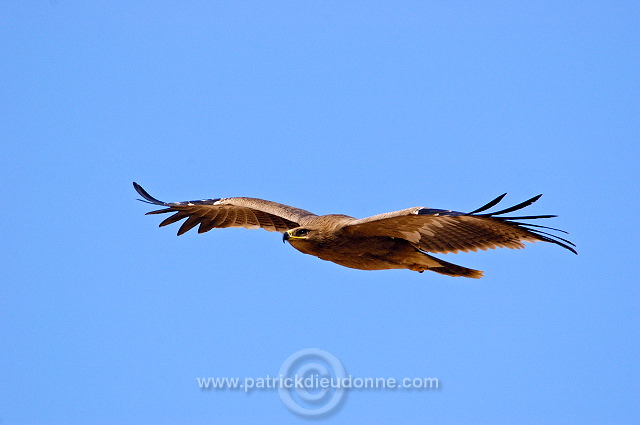 Steppe Eagle (Aquila nipalensis) - Aigle des Steppes (10628)