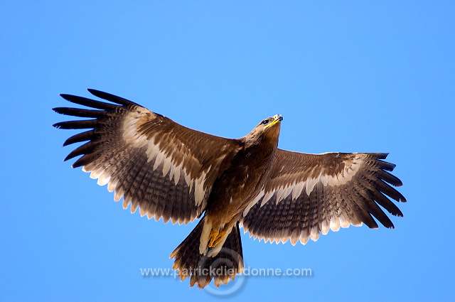 Steppe Eagle (Aquila nipalensis) - Aigle des Steppes (10637)
