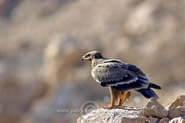 Steppe Eagle (Aquila nipalensis) - Aigle des Steppes (10640)