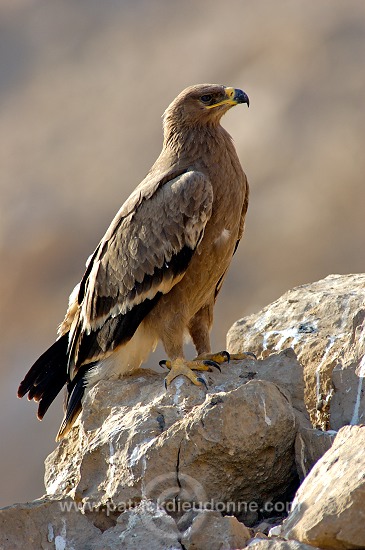 Steppe Eagle (Aquila nipalensis) - Aigle des Steppes (10654)