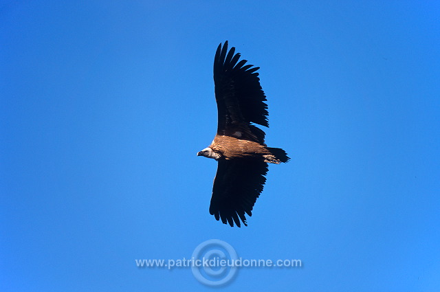 Griffon Vulture (Gyps fulvus) - Vautour fauve - 20824