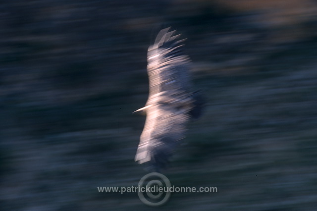 Griffon Vulture (Gyps fulvus) - Vautour fauve - 20826