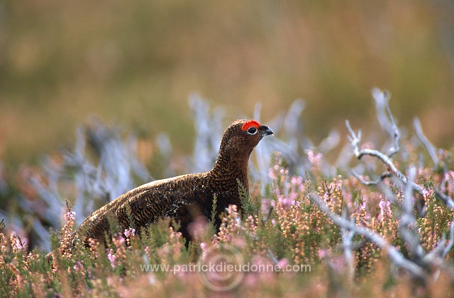 Red Grouse (Lagopus lagopus) - Lagopede d'Ecosse - 20856