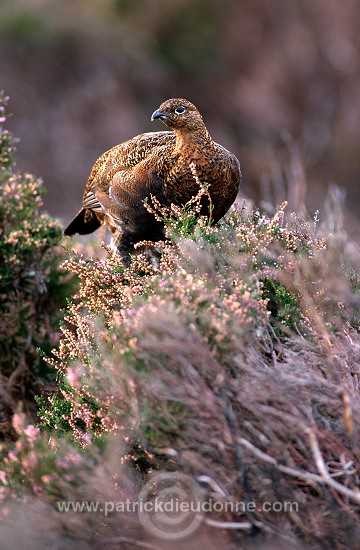 Red Grouse (Lagopus lagopus) - Lagopede d'Ecosse - 20883