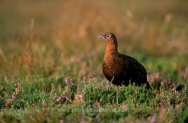 Red Grouse (Lagopus lagopus) - Lagopede d'Ecosse - 20900