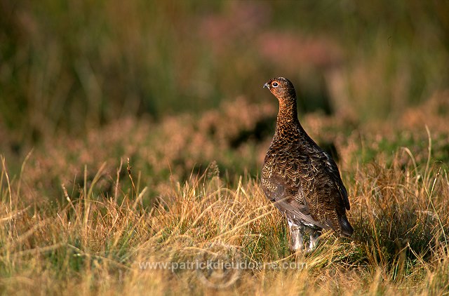 Red Grouse (Lagopus lagopus) - Lagopede d'Ecosse - 20901