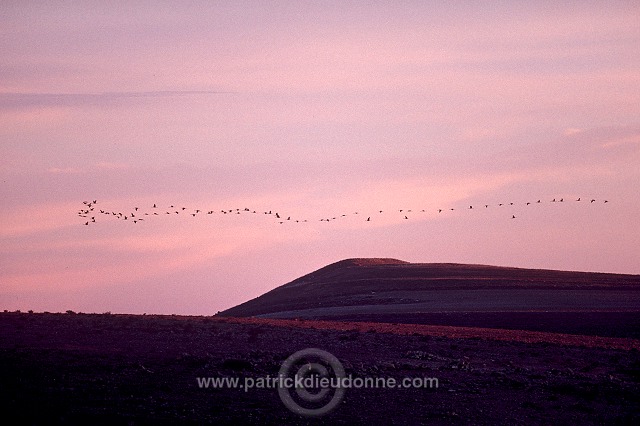 Common Crane (Grus grus) - Grue cendree - 21059