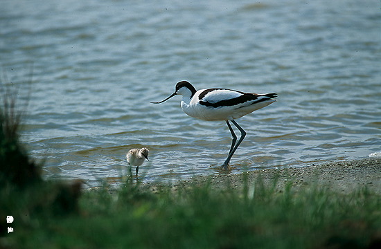 Avocet (Recurvirostra avosetta) - Avocette - 17487