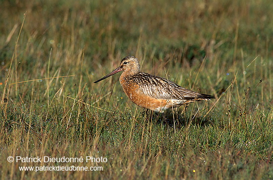 Bar-tailed Godwit (Limosa lapponica) - Barge rousse - 17547