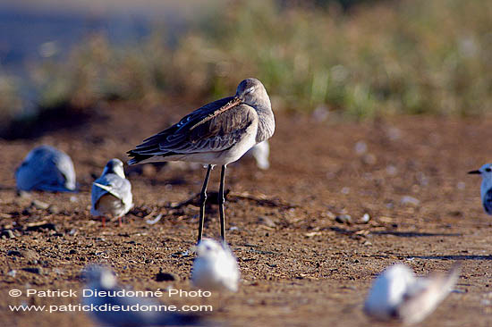 Black-tailed godwit (Limosa limosa) - Barge à queue noire 10677