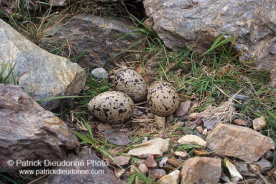 Oystercatcher (Haematopus ostralegus) - Huitrier pie - 17628