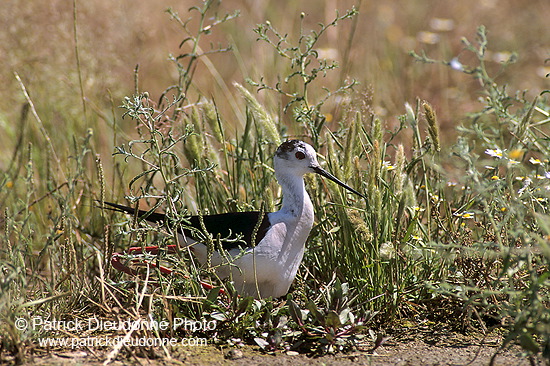 Black-winged Stilt (Himantopus himantopus) - Echasse blanche - 17827