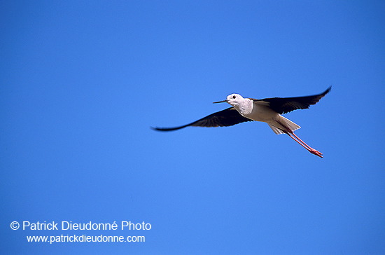 Black-winged Stilt (Himantopus himantopus) - Echasse blanche - 17835