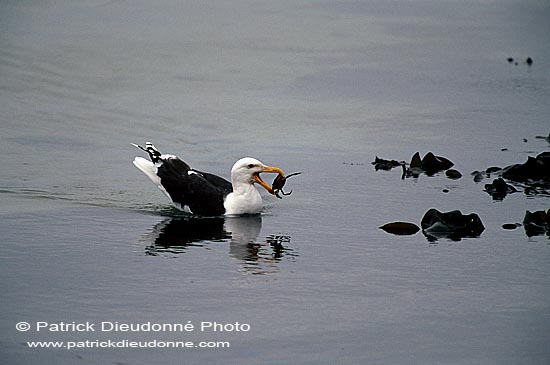 Gull (Great Black-backed Gull) (Larus marinus) - Goéland marin 11815