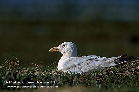 Gull (Herring) (Larus argentatus argenteus) - Goéland argenté 11907