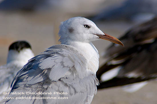 Slender-billed Gull  (Larus genei) - Goéland railleur 10683