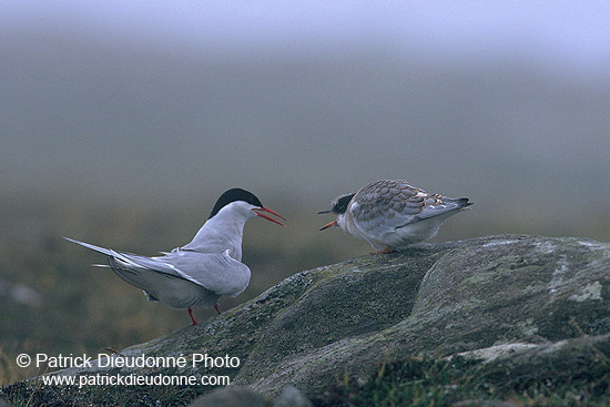 Arctic Tern (Sterna paradisea) - Sterne arctique - 17949