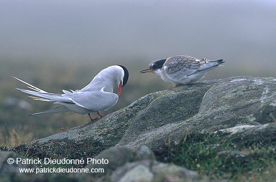 Arctic Tern (Sterna paradisea) - Sterne arctique - 17950