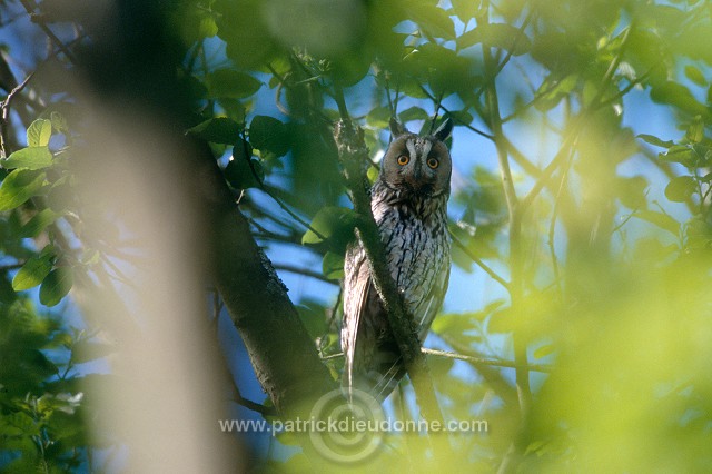 Long-eared Owl (Asio otus) - Hibou moyen-duc - 21264
