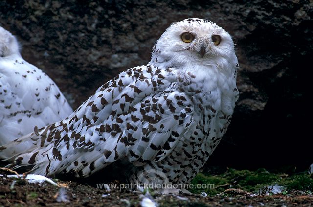 Snowy Owl (Nyctea scandiaca) - Harfang des neiges - 21242