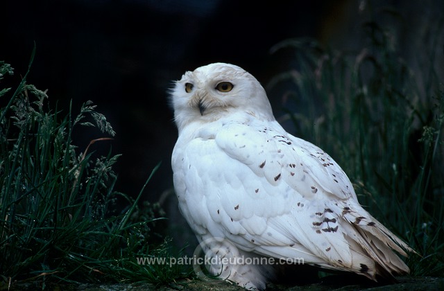 Snowy Owl (Nyctea scandiaca) - Harfang des neiges - 21244