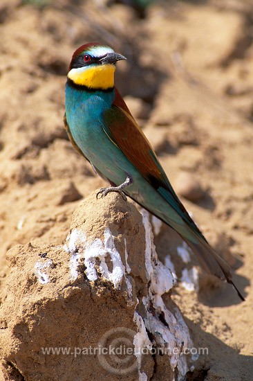 European Bee-eater (Merops apiaster) - Guepier d'Europe - 21269