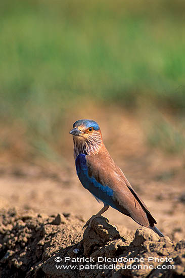 Indian Roller (Coracias benghalensis) - Rollier indien 11127