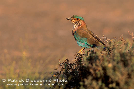 Indian Roller (Coracias benghalensis) - Rollier indien 11132