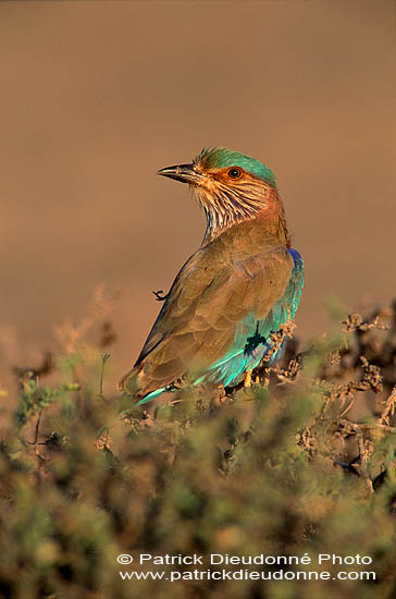 Indian Roller (Coracias benghalensis) - Rollier indien 11136