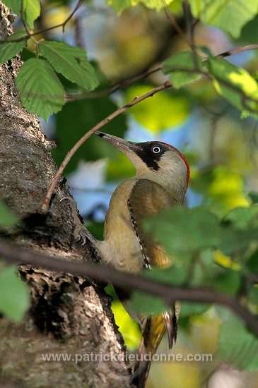 Green Woodpecker (Picus viridis) - Pic vert - 21326