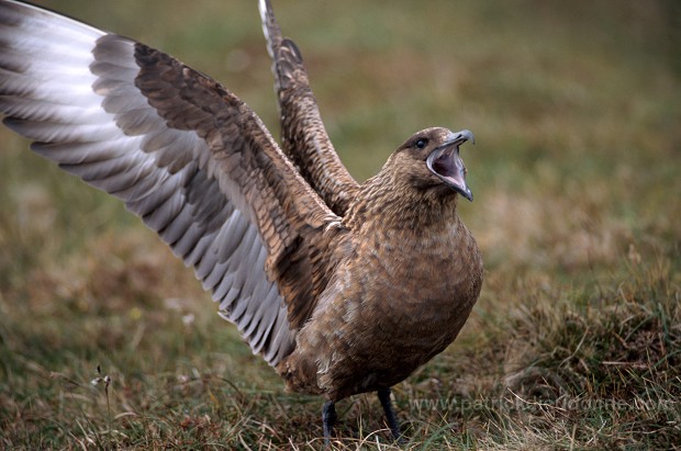 Great Skua (Stercorarius skua) - Grand labbe 11713