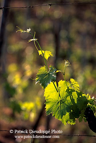 Tuscany, Chianti, vine - Toscane,vigne dans le Chianti  12130