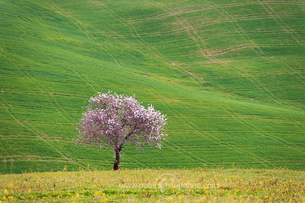 Tree, Tuscany - Arbre, Toscane - it01000