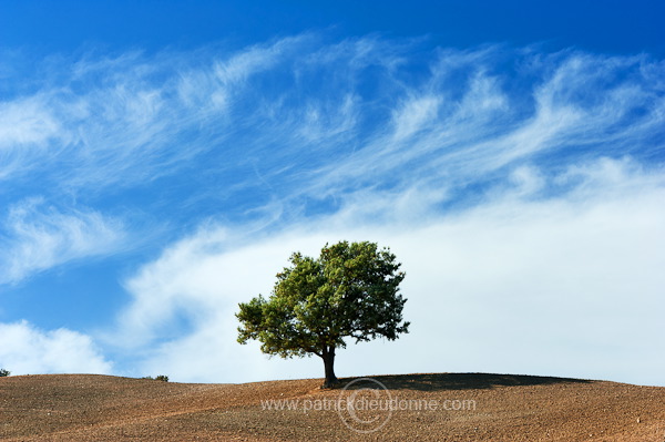 Lone tree, Tuscany - Arbre solitaire, Toscane - it01482