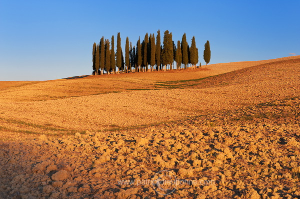 Cypress grove, Tuscany - Bosquet de cypres, Toscane - it01768