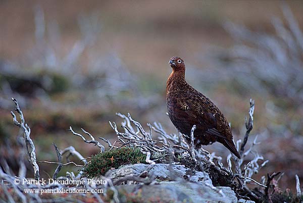 Grouse (red), Yorkshire Dales NP, England -  Lagopède d'Ecosse 11253