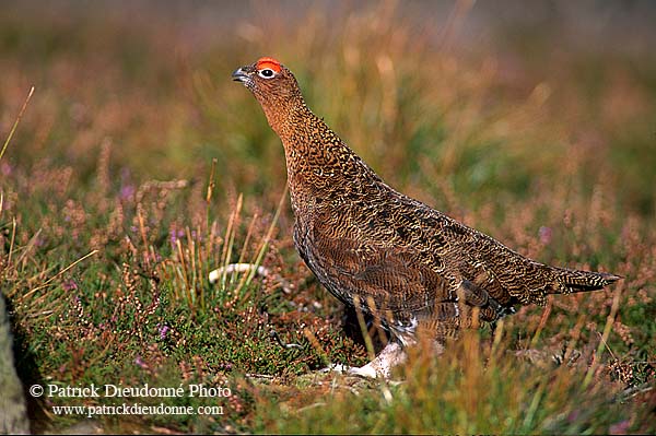 Grouse (red), Yorkshire Dales NP, England -  Lagopède d'Ecosse 12967