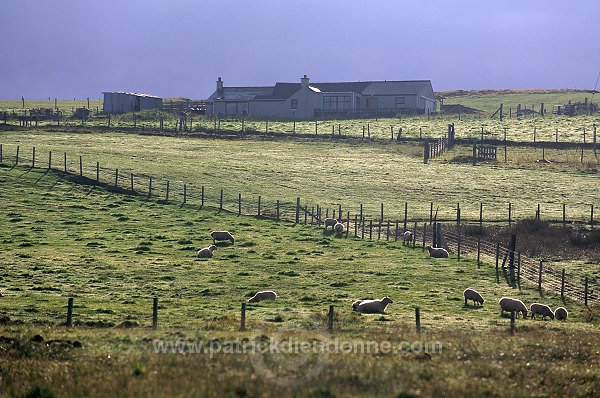 Crofthouse and sheep, Bressay island, Shetland - Fermette sur Bressay  13188